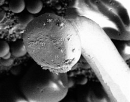 Non-failing copper ball bond